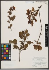 Foto von Salix silesiaca Willd.